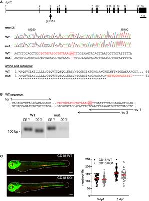 Molecular Insights Into Neutrophil Biology From the Zebrafish Perspective: Lessons From CD18 Deficiency